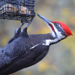 pileated woodpecker at suet