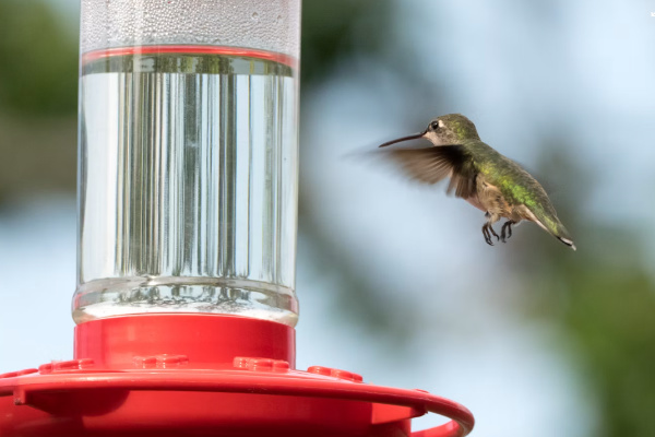hummingbird at feeder