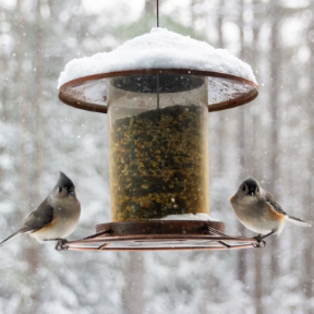 snow birds at feeder