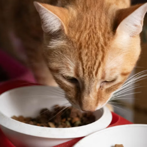 cat eating