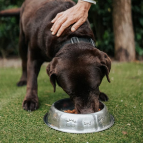 dog eating