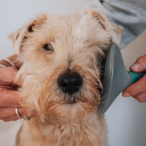 Dog getting brushed
