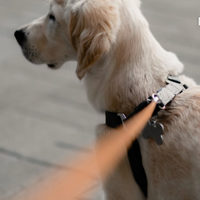 dog on leash