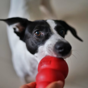 dog with toy
