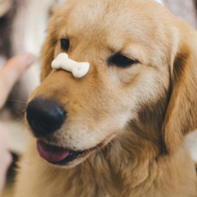 dog with treat on nose