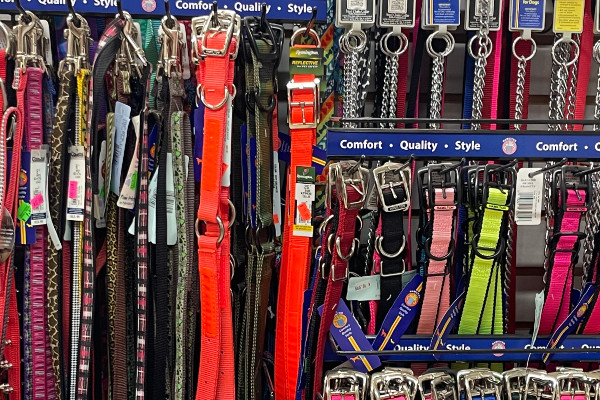 Dog Collars