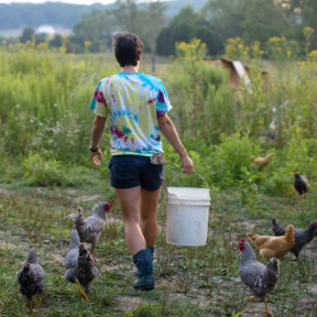 person feeding chickens
