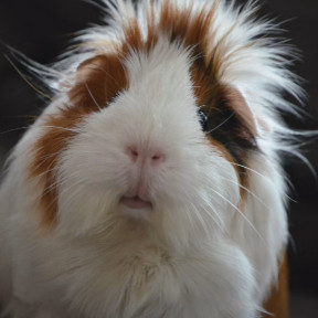 Gerbil